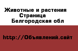  Животные и растения - Страница 11 . Белгородская обл.